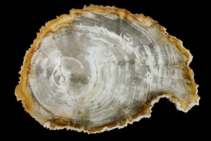 Tropical Hardwood Petrified Wood Dish - Indonesia #160971